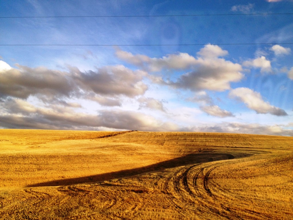 Wheat fields in Eastern Washington.